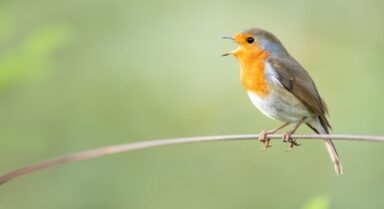 Join the Dawn Chorus at Cotton End Park ~ Sunday 3rd May at 5am