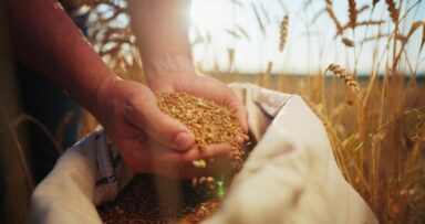 Local Farmer Mark Jelley asks: Mega Farms vs Family Farms: what do we want and why?